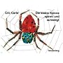 Die kleine Spinne spinnt und schweigt: Ein Tastbilderbuch