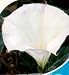 Hindu Moonflower Angels Trumpet Datura 10 Seed-Tropical