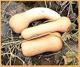 Produkt-Bild: Bobby-Seeds Butternut Samen Ultra HP F1 Portion