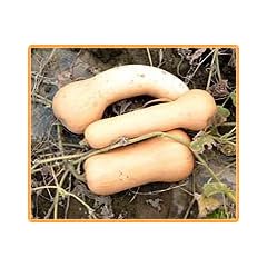Bobby-Seeds Butternut Samen Ultra HP F1 Portion