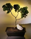 Bonsai Boy's Hinoki Cypress Bonsai Tree - Pom Pom Style<br><i>(chamecyparis obtusa 'nana')</i>