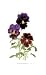 Swiss Giant Chalon Pansies by Pamela Stagg, 12x20