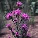 Scaly Blazing Star (Liatris squarrosa) - Jumbo Wildflower Seed Packet