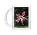 Photo Mugs of FG-12158 Brazilian Floss SILK Tree - flower from Ardea Wildlife Pets