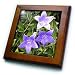 Three Purple Balloon Flowers - 8x8 Framed Tile