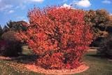 Acer ginnala: Amur Maple Seeds