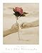 Rose by Tom N Ellie Photography Fine Art Print / Poster 11.00 x 14.00 in.