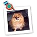 Dogs Pomeranian - Pomeranian Dog - Quilt Squares