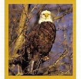 Bald Eagle Fridge Magnet