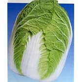 はるさかり[白菜]【タネ】コート5千粒