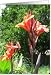 Happy Birthday, Summer Canna Flowers Card Happy Birthday, Summer Canna Flowers Card