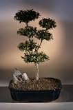 Bonsai Boy's Brush Cherry POM-POM Style Bonsai Tree<br><i>(Eugenia Myrtifolia)</i>