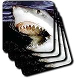 Sharks - Great White - Coasters