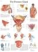 31sc5cbq8uL. SL75  Prostate Gland Problems