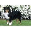 Australian Shepherd Floral Scene Floor Mat