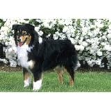 Australian Shepherd Floral Scene Floor Mat
