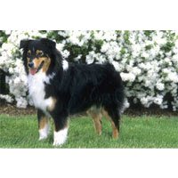Australian Shepherd Floral Scene Floor Mat Australian Shepherd Floral Scene Floor Mat