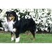 Australian Shepherd Floral Scene Floor Mat
