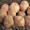 Sycamore Trading Seed Potatoes Cara