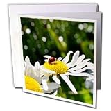 Patricia Sanders Flowers - ladybug and daisy - Greeting Cards-6 Greeting Cards with envelopes