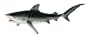 Tiger Shark