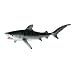 Tiger Shark
