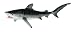 Monterey Bay Aquarium - Tiger Shark