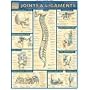 Joints & Ligaments Laminated Reference Guide (Quickstudy: Academic)