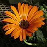 Dimorphotheca sinuata (African Daisy) - Bulk Wildflower Seeds