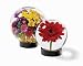 Outdoor Living : Achla FLAQ-01 Clear Glass Flower Aquarium - Small