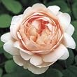 Ambridge Rose English Rose Bush Five Gallon Plant