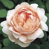 Ambridge Rose English Rose Bush Five Gallon Plant