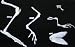 C&A Scientific Skeleton, Hind Limb Comparison