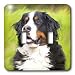 Dogs Bernese Mountain Dog - Bernese Mountain Dog - Light Switch Covers - double toggle switch