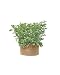 Colorful Jumbo Potato Grow Bag