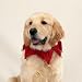 Casual Canine Scrunchy Cllr Red Glitter 10-26 In