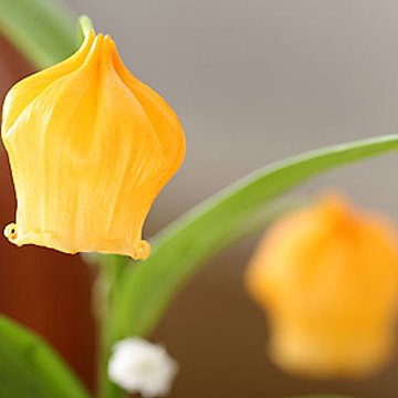 【クール便配送（無料サービス）】翌日配達お花屋さん　秋の風にゆらゆら揺れる！オレンジカラーのちょうちん型のお花をサイクルタイプのおしゃれなかごにアレンジしました。【送料無料】オレンジサイクル（サンダーソニアアレンジメント） [即日発送・翌日配達]　 誕生日・記念日・お祝い・結婚祝い・お見舞い・歓送迎会・結婚祝いお礼の花の配達便