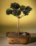 Bonsai Boy's Blue Moss Cypress Bonsai Tree - Pom Pom Style<br><i>(chamecyparis glauca minima)</i>