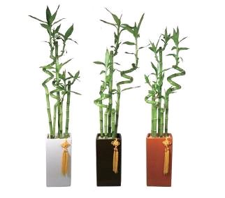 [敬老の日 花ギフト] 招福バンブー ３色セット 人気のある観葉植物（ミリオンバンブー）をおしゃれな鉢に植えました。敬老の日のプレゼントに最適です♪