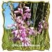 Showy Tick Trefoil (Desmodium canadense) Jumbo Wildflower Seed Packet (150)