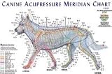 Canine Acupressure Meridian Composite Chart Dog (Lake Forest Anatomicals Vet Models)