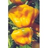 Scotch Bonnet Habanero Pepper 20 Seeds