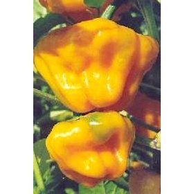 Scotch Bonnet Habanero Pepper 20 Seeds