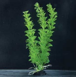 Imagine Gold Plastic Aqua. Plant W/ Rock Anchor Base – Cabomba 24″