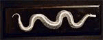 C & A Scientific Skeleton, Poisonous Snake