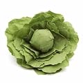 Kaufladen 1 Kopf Salat