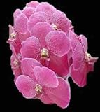 Vanda (Thongchai X Pimchai Beauty) 1604H