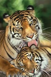 Wildlife Posters: Mother s Love - Tigers Poster - 61 x 91 cm
