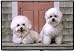BICHON FRISES PORCH DOORMAT Art by Barrie Barnett