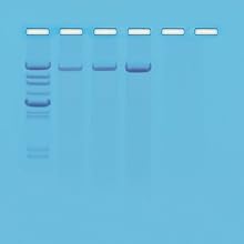 Edvotek 907 Isolation and Gel Analysis of DNA from Plants